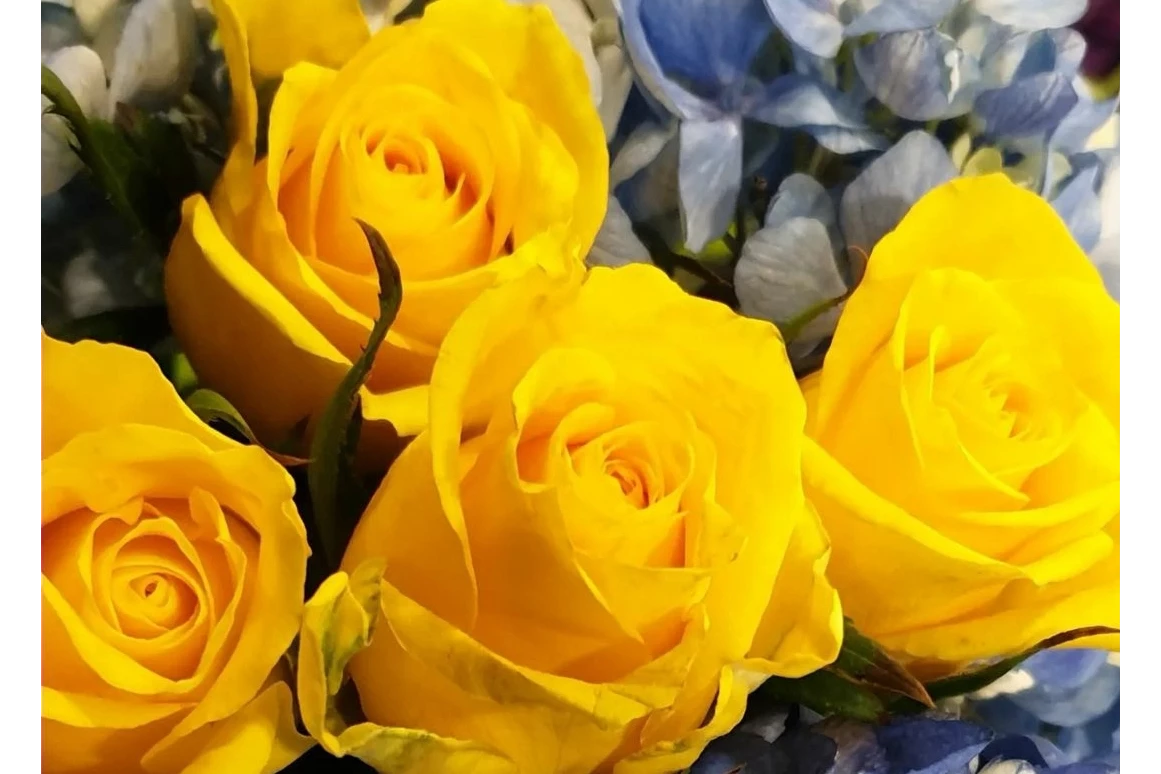 Einkaufen Wiesbaden: Berts Blumen