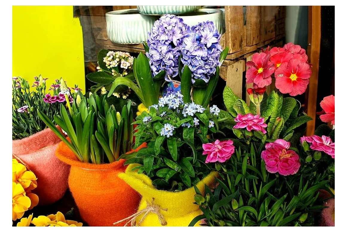 Einkaufen Wiesbaden: Berts Blumen