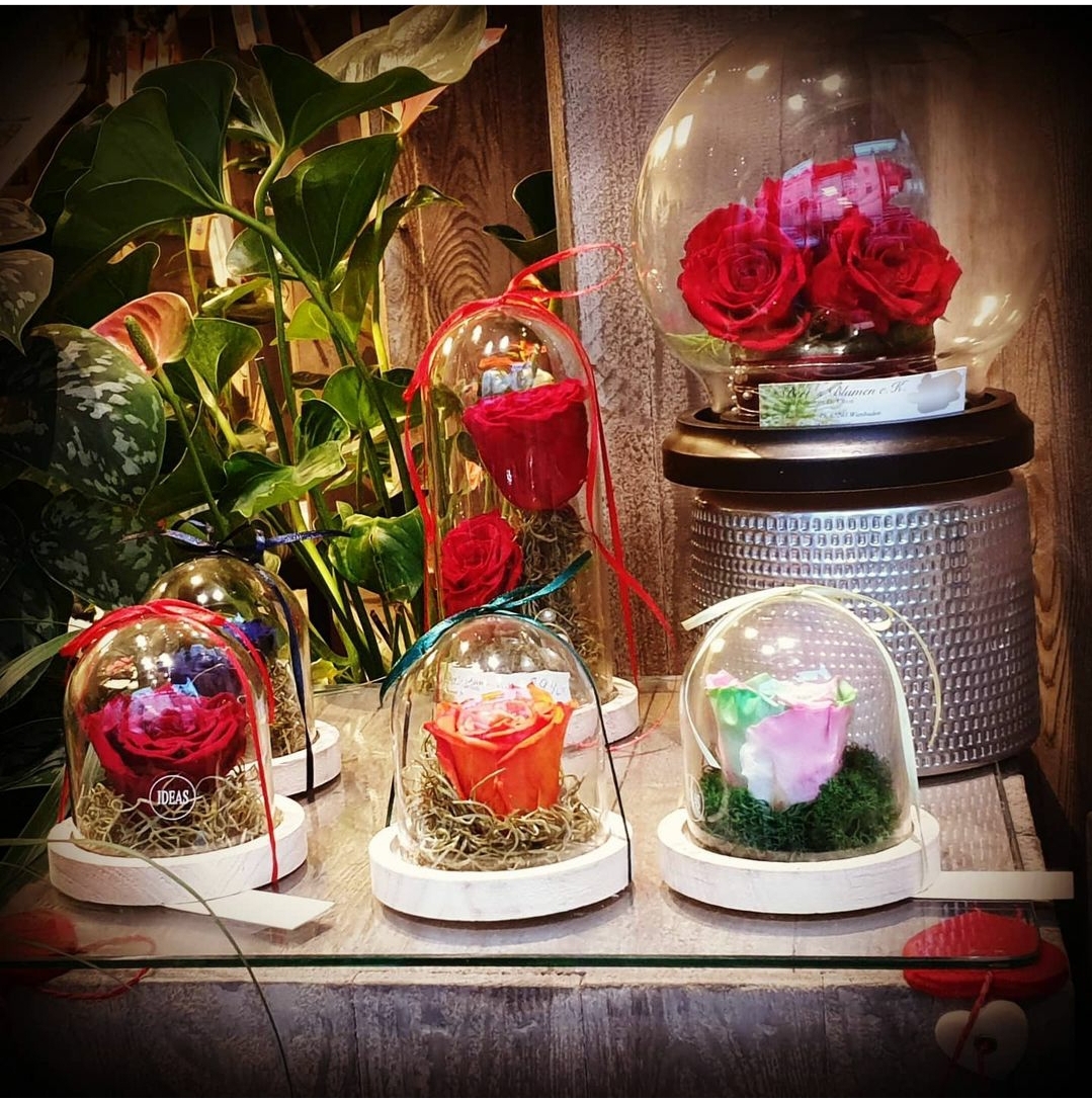 Wiesbaden Suche - Hessen - Berts Blumen 2